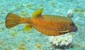 Cube Trunkfish