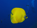 Masked Butterflyfish - v pozadí 