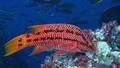 Mexican Hogfish - samička