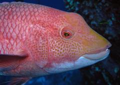 Mexican Hogfish