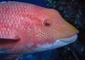 Mexican Hogfish