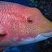 Mexican Hogfish