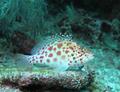 Pixy Hawkfish