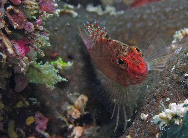 Blotched Hawkfish