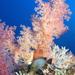 klinčekový koral