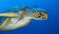 Kareta obrovská (Chelonia mydas)
