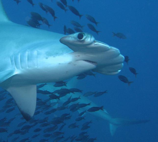 Žralok kladivohlavý