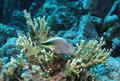 Blackside Hawkfish 