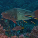 Redlip Parrotfish - samička