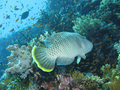 mladý Napoleonfish