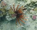 Perutín ohnivý (Pterois volitans