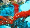 Chromodoris quadricolor