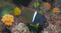 King Angelfish