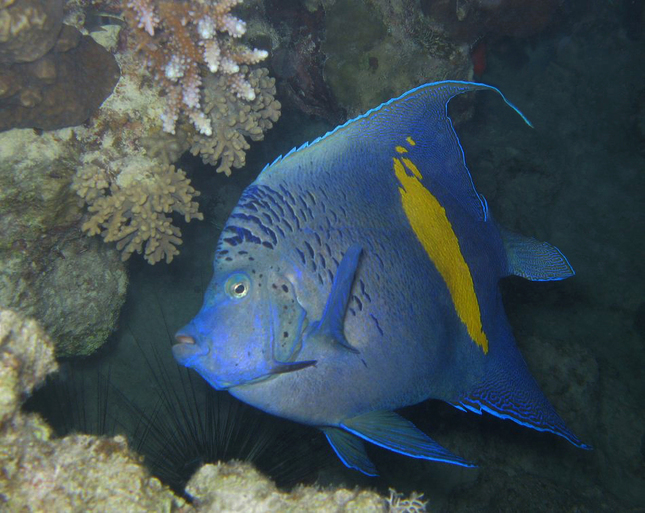 Yellowbar Angelfish
