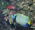 Emperor Angelfish(Pomacanthus im
