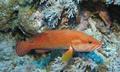 Coral Grouper(Cephalopholis mini
