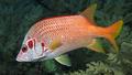 Sabre Squirrelfish (Adioryx spin