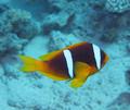 Twobar  Anemonefish