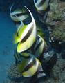 Pennantfish