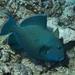 Blue Triggerfish