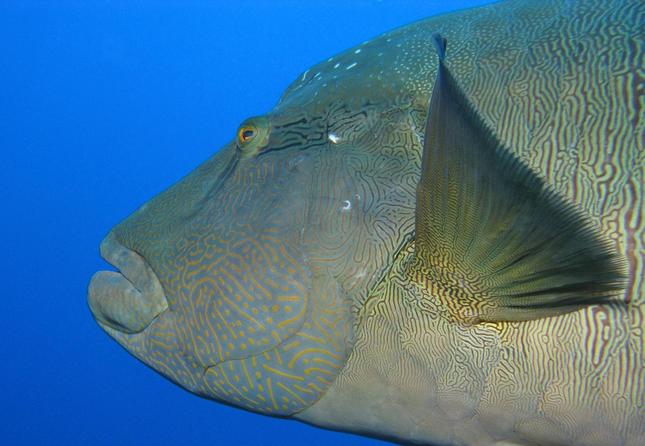 Napoleonfish