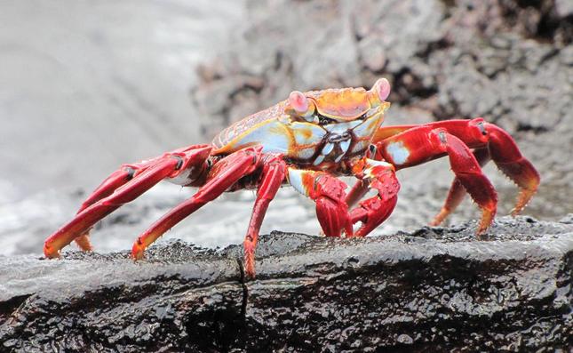 Sally Lightfoot Crab(Grabsus gra
