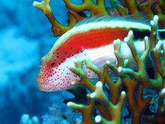 koralová rybička