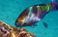 Rusty Parrotfish(Scarus ferrugin