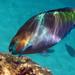 Rusty Parrotfish(Scarus ferrugin
