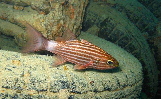 Largetooth Cardinalfish