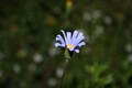 plavi cvijet (HR) - modrý kvet (
