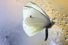 v motýľom raji