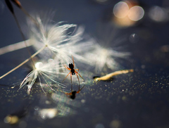 zrkadielko, povedzže mi...