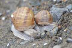 Snails