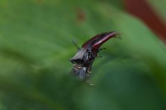 Stag beetle
