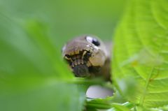 Caterpillar