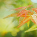 Acer japonicum