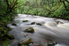 Glengarra wood