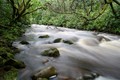 Glengarra wood