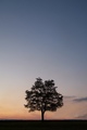 Solitér