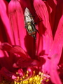 Červenokvetý much