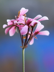 Kvet peňašťovky