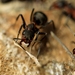lesné mravce
