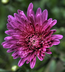 Kvet v HDR