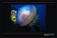 Svietiaca meduza