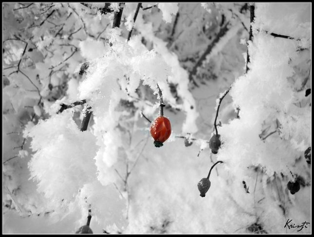 Frosty Day