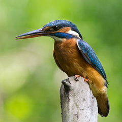 Rybárik riečny (Alcedo atthis)
