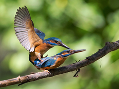 Rybárik riečny (Alcedo atthis)
