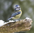 sýkorka belasá (Parus caeruleus)