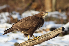 myšiak  (Buteo buteo)